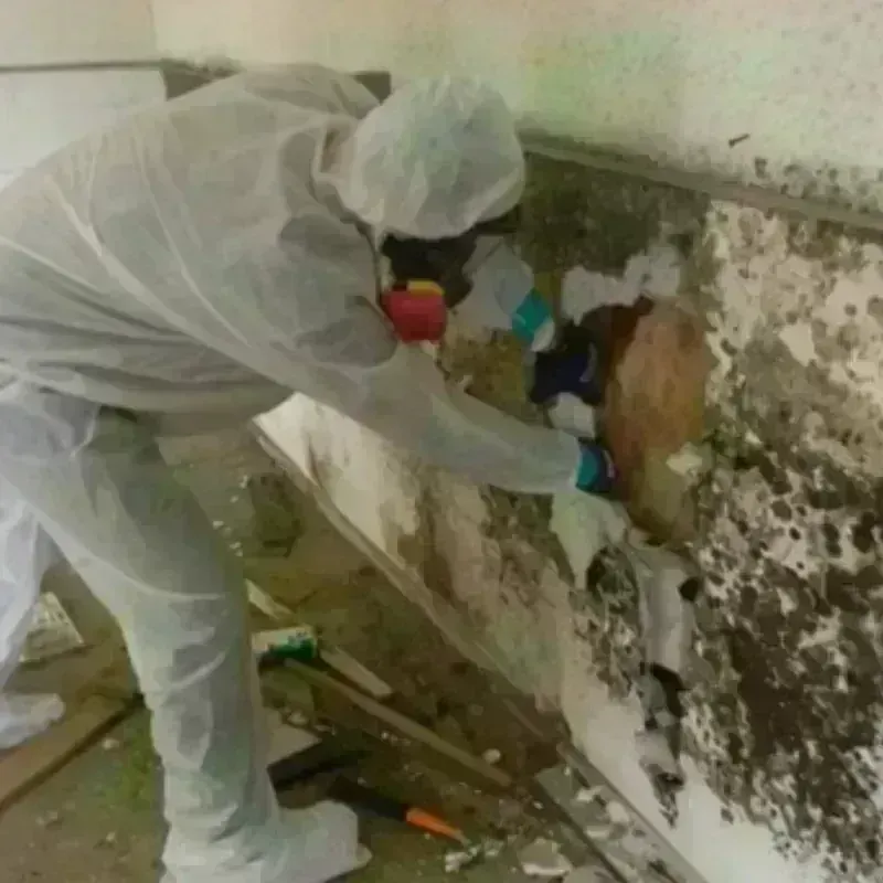 Mold Remediation and Removal in Fall River County, SD